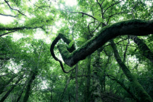 Mossy spiral-shaped branch in the Glengarriff Forest, Ireland Mossy spiral-shaped branch in the Glengarriff Forest, Ireland